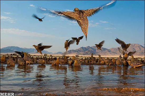 http://www.seemorgh.com/uploads/1392/09/manzareh-naghshi5.jpg