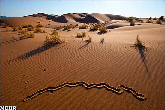 http://www.seemorgh.com/uploads/1392/09/manzareh-naghshi9.jpg