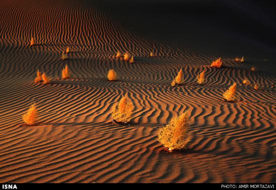 http://www.seemorgh.com/uploads/1392/12/kavir-93-yazd4.jpg