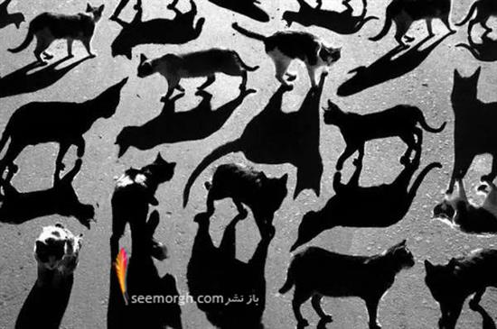 http://www.seemorgh.com/uploads/1393/04/ji115.jpg