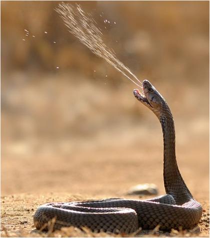 http://www.seemorgh.com/uploads/srsrees.jpg