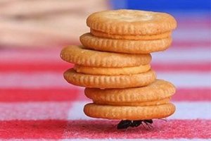 از بین بردن مورچه در خانه با چند روش غیر سمی و بدون دردسر!!