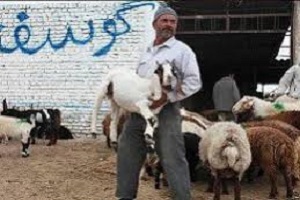 قدیری: صرف می‌کند گوسفند صادر کنیم!