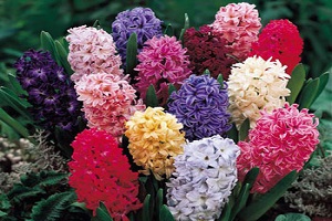 مورد عجیب تورم؛ گل سنبل ۳۸ هزار تومان!