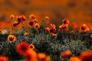 دشت زیبای شقایق های سرخ وحشی در اطراف تهران! عکس