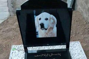 جنجال دفن سگ در یک مسجد در رشت!