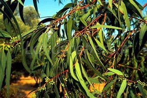 خواص دارویی گیاه اکالیپتوس