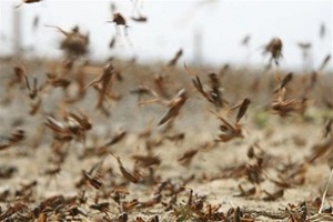 موج جدید حمله ملخ صحرایی در راه است