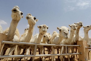 بیمارستان فوق‌پیشرفته شترها در عربستان