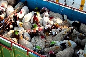کشف احشام و طیور قاچاق در مرزهای کردستان