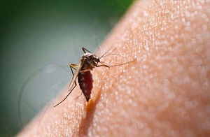 ابتلای 40 نفر به مالاریا در این استان