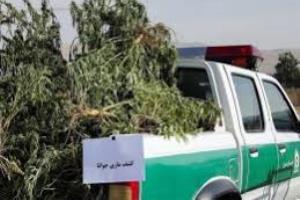 کشف 5 تن ماری جوانا در قم