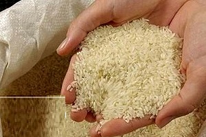 چرا برنج ایرانی گران شده است ؟
