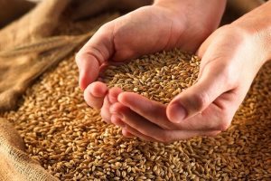 پاسخ وزارت بهداشت به آلودگی گندم‌ های وارداتی