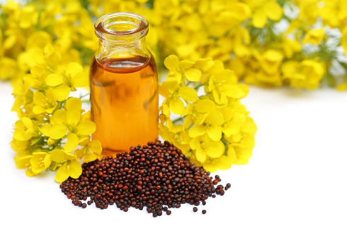 خواص خردل ، پودر خردل و روغن خردل خواص خردل ، پودر خردل و روغن خردل