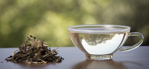 چای سفید و خواص آن را بشناسید چای سفید و خواص آن را بشناسید