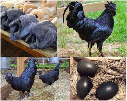 خروس و مرغ سیاه رنگ خروس و مرغ سیاه رنگ