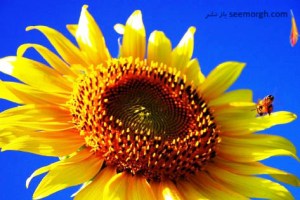عکس های زیبا برای علاقمندان به گل آفتابگردان