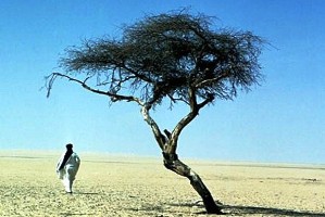 تنهاترین درخت دنیا که سال ها تنها زندگی می کرد!! عکس