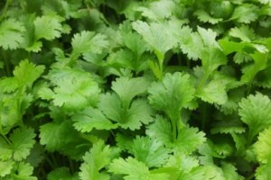 گشنیز سبزی سلامتی