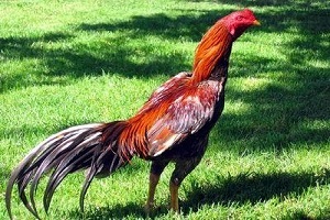 جوجه خروس رسماٌ وارد ادبیات سیاسی شد!+ عکس