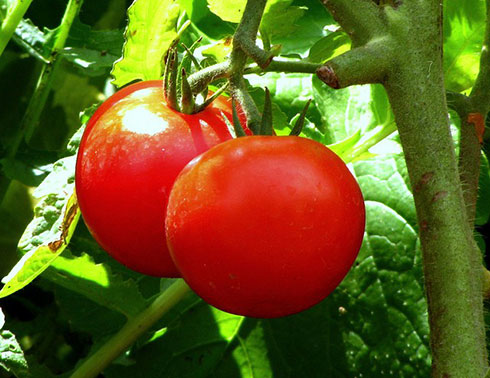 10.گوجه فرنگی