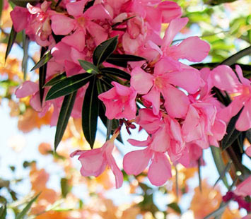 گل هایی زیبا ولی سمی