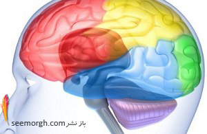 کمبود این ویتامین موجب کاهش حجم مغز می شود